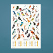 Poster Garden Birds